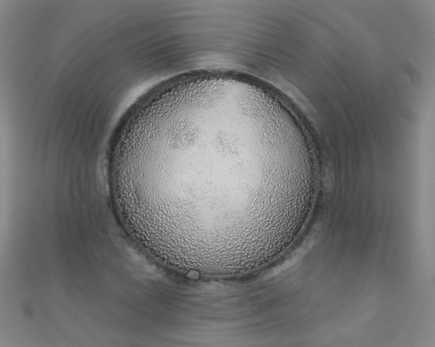 X0000110981022200907022051