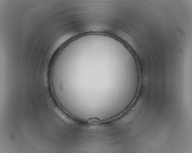 X0000110981026200907022051