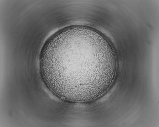 X0000110981029200907022051