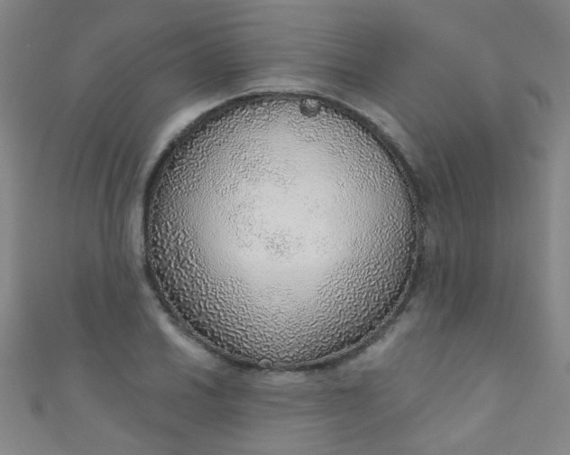 X0000110981030200907022051