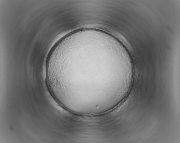 X0000110981036200907022051