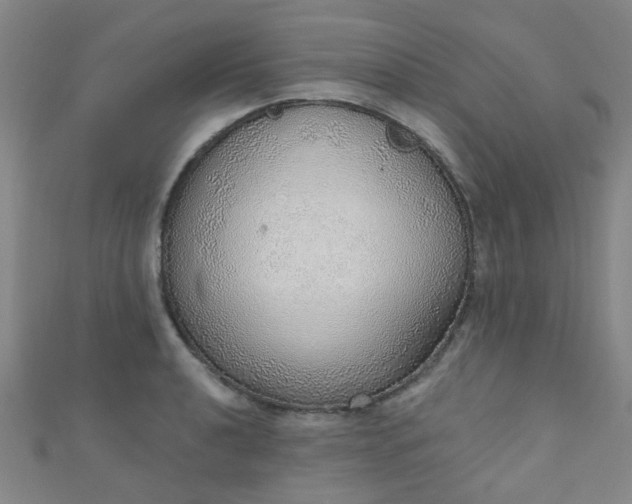 X0000110981040200907022051