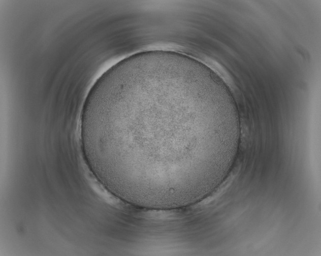 X0000110981044200907022051