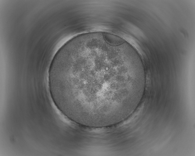 X0000110981047200907022052