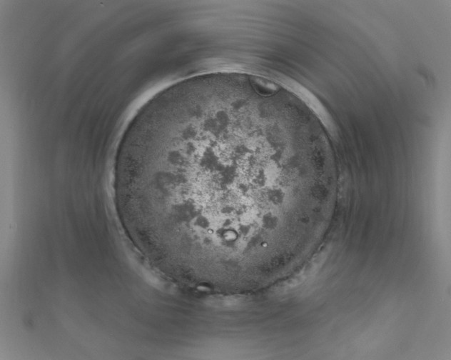 X0000110981051200907022052