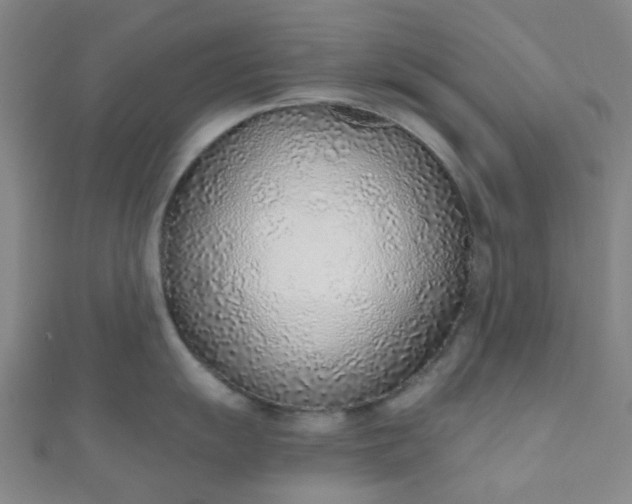 X0000110981055200907022052