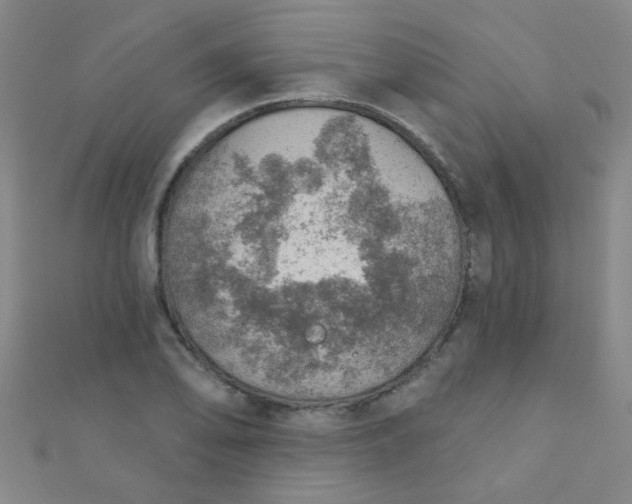 X0000110981078200907022051