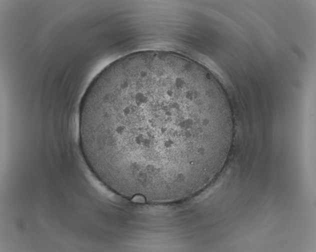 X0000110981079200907022051