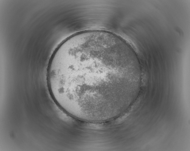 X0000110981086200907022050