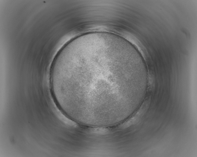 X0000110981090200907022050