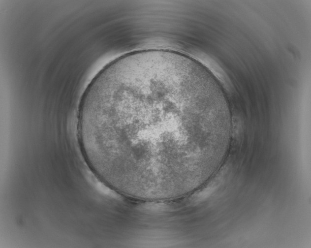 X0000110981094200907022050