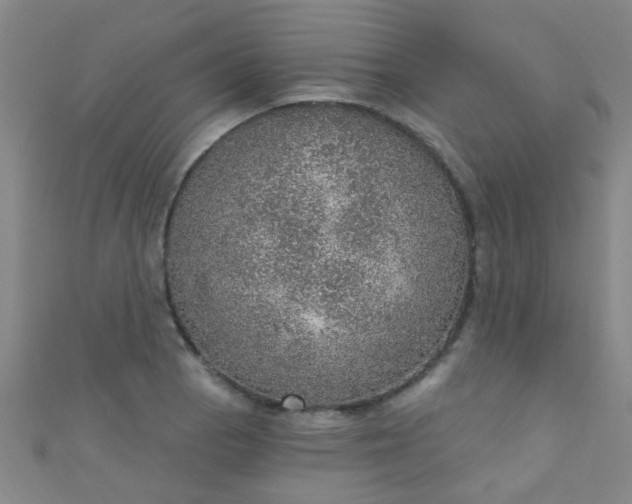 X0000110981129200907022050