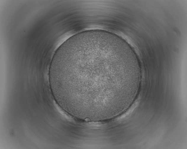 X0000110981137200907022050