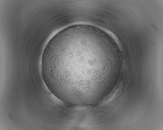 X0000110981199200907022049