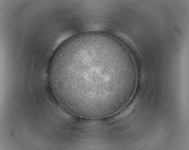 X0000110981210200907022048