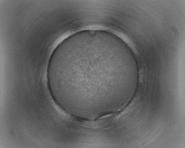 X0000110981229200907022049