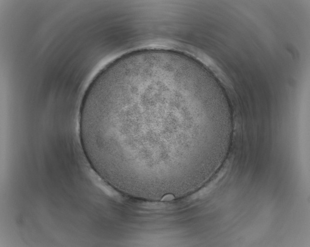 X0000110981232200907022049