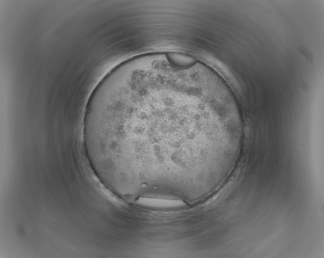 X0000110981236200907022049