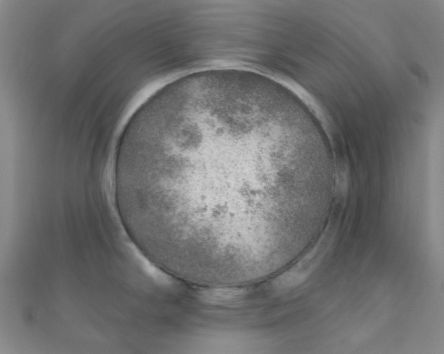 X0000110981294200907022048