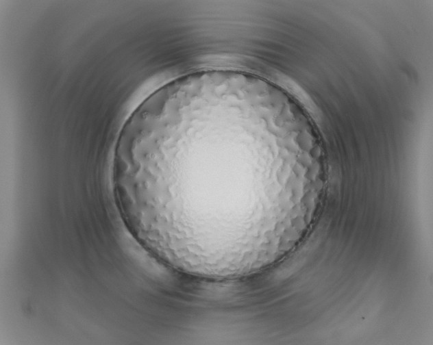 X0000110981386200907022046