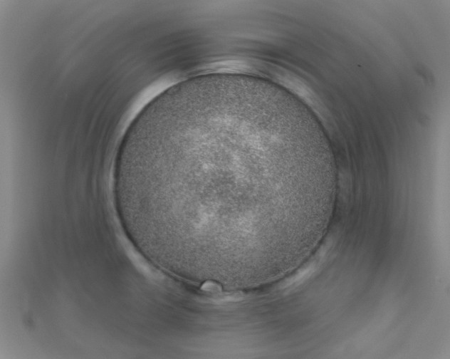 X0000110981426200907022046