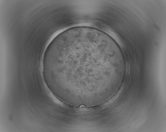 X0000110981436200907022046