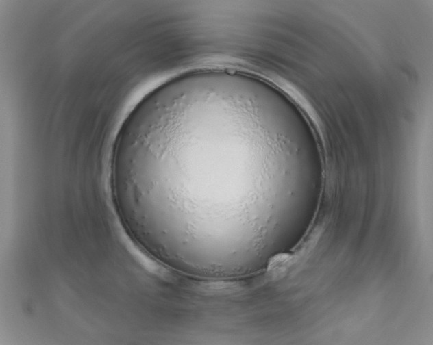 X0000110981437200907022046