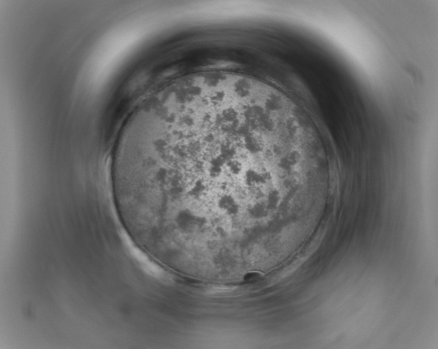 X0000110981439200907022046