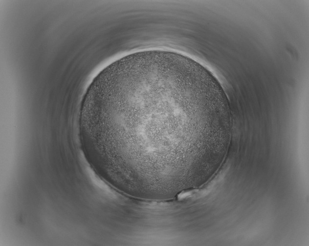 X0000110981534200907022045