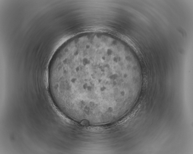 X0000110981079200907101405