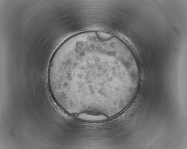 X0000110981236200907101403