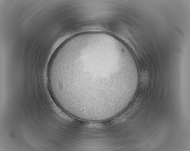 X0000110981466200907101359