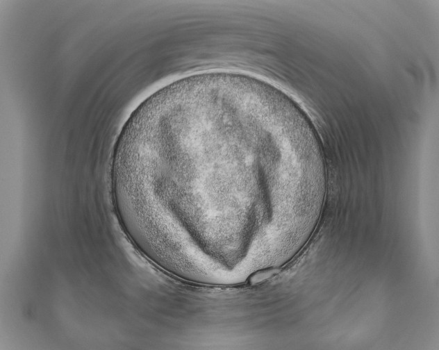 X0000110981534200907101359