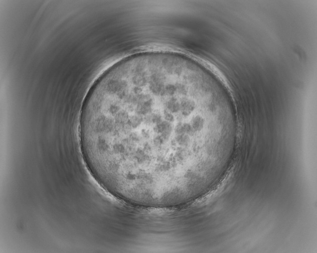 X0000110980847200907171730
