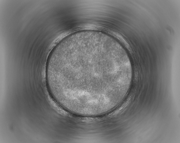 X0000110980938200907171729