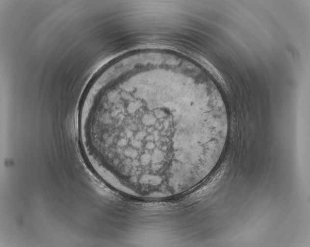 X0000110980988200907171728