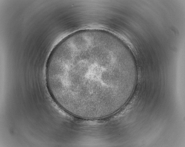 X0000110980990200907171728