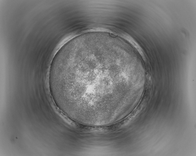 X0000110981002200907171728