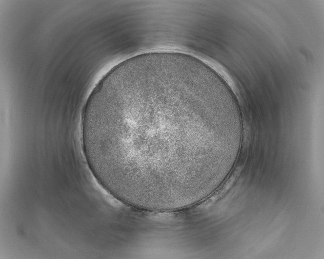 X0000110981006200907171728