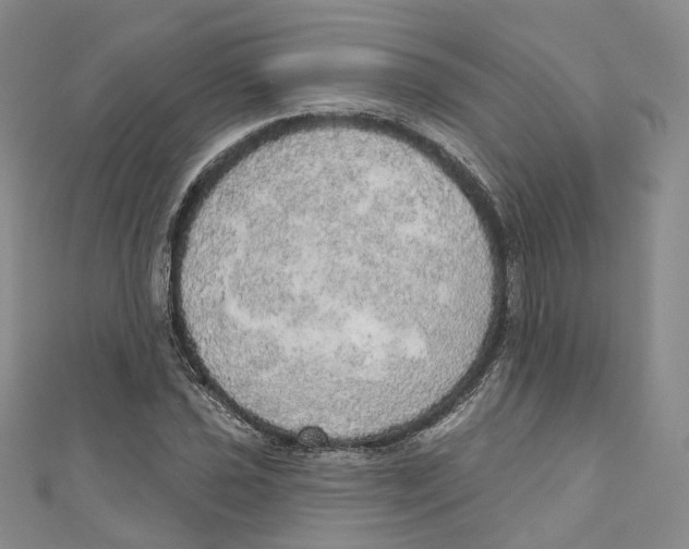 X0000110981021200907171727