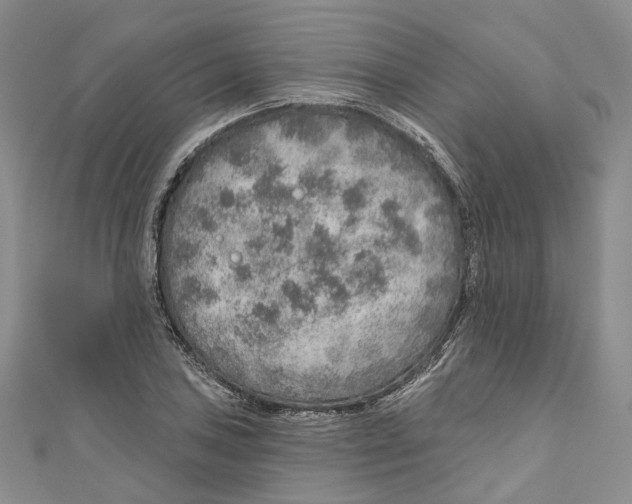 X0000110981027200907171727