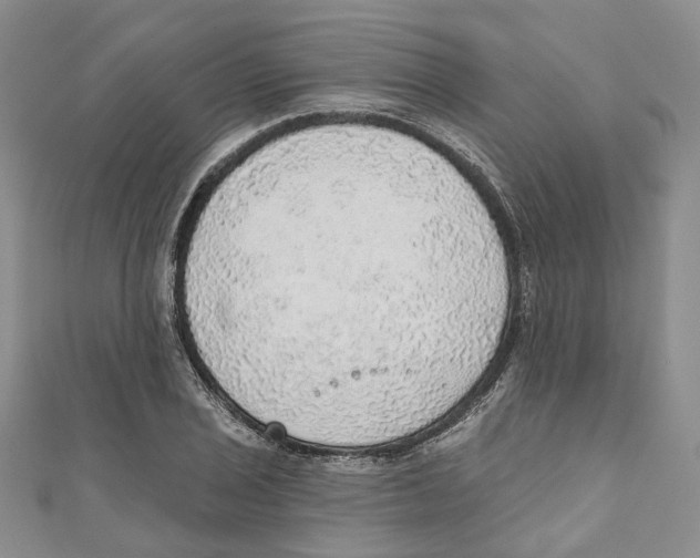 X0000110981029200907171727
