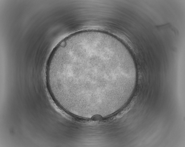 X0000110981038200907171727
