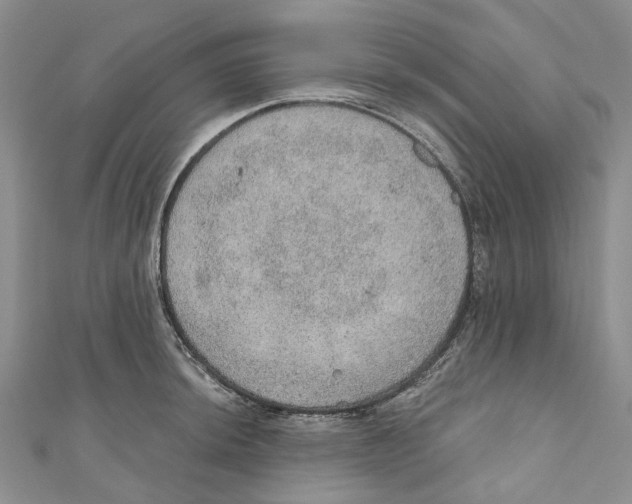 X0000110981044200907171727