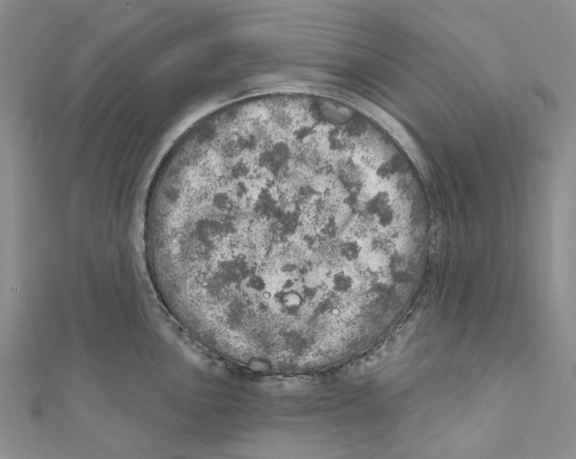 X0000110981051200907171727