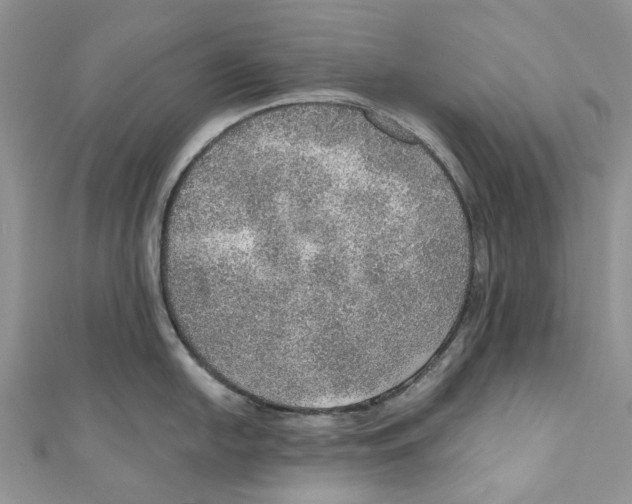X0000110981054200907171728