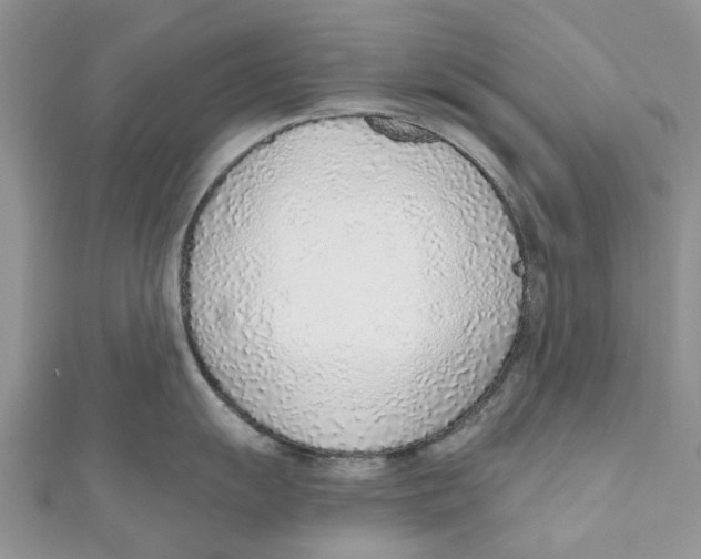 X0000110981055200907171728