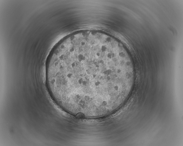 X0000110981079200907171727