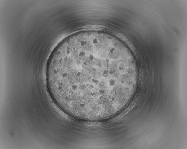 X0000110981083200907171727