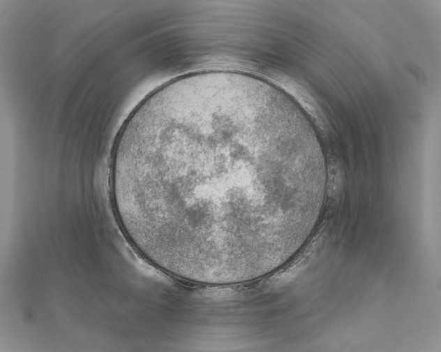 X0000110981094200907171726